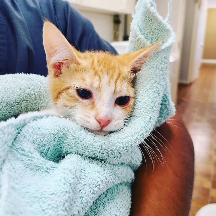 Cherry Chase Pet Hospital Picture 9
