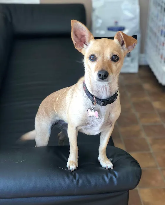 Cherry Chase Pet Hospital Picture 10