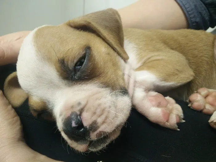 Cupertino Animal Hospital Picture 2
