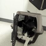 Cupertino Animal Hospital
