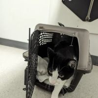 Cupertino Animal Hospital ico
