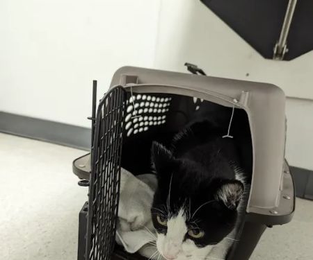 Cupertino Animal Hospital