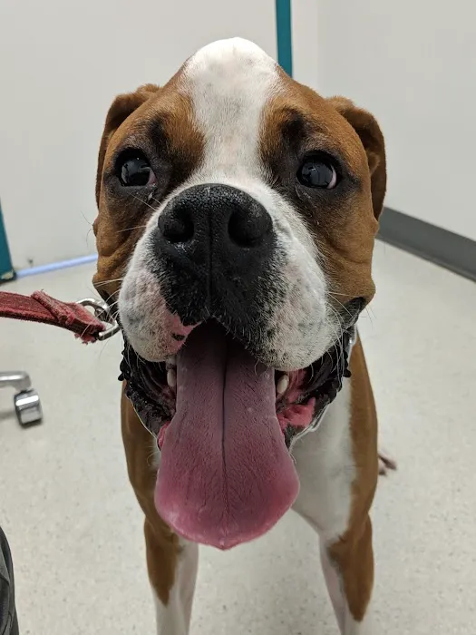 Cupertino Animal Hospital Picture 5