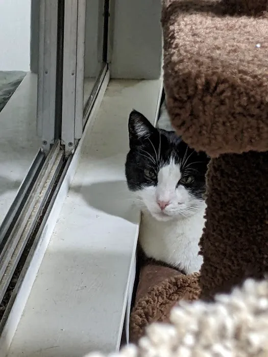 Cupertino Animal Hospital Picture 8