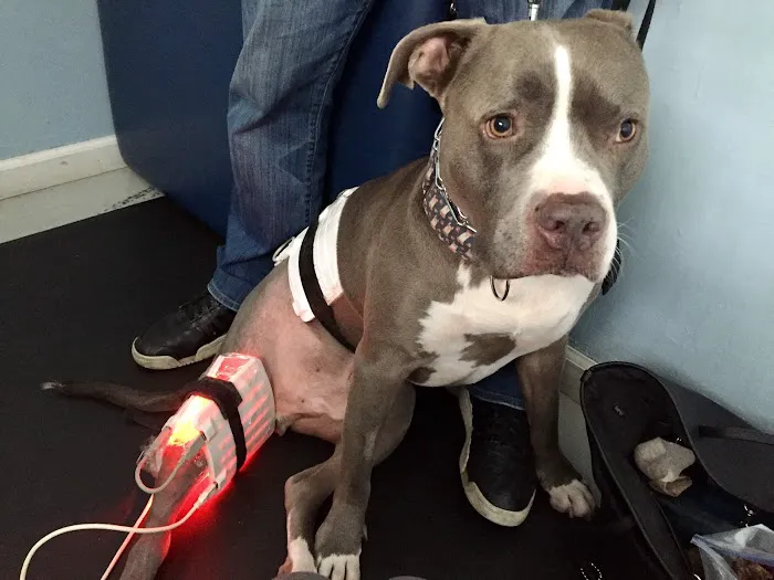 Petlight Therapy Center Picture 2
