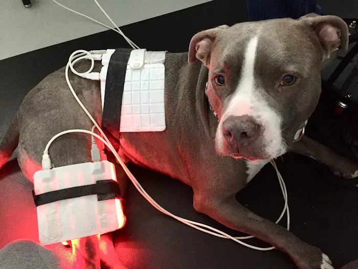 Petlight Therapy Center Picture 6