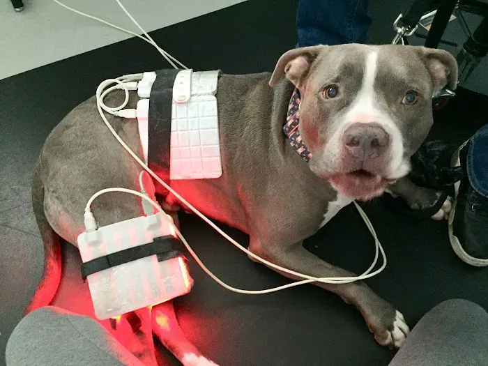 Petlight Therapy Center Picture 7