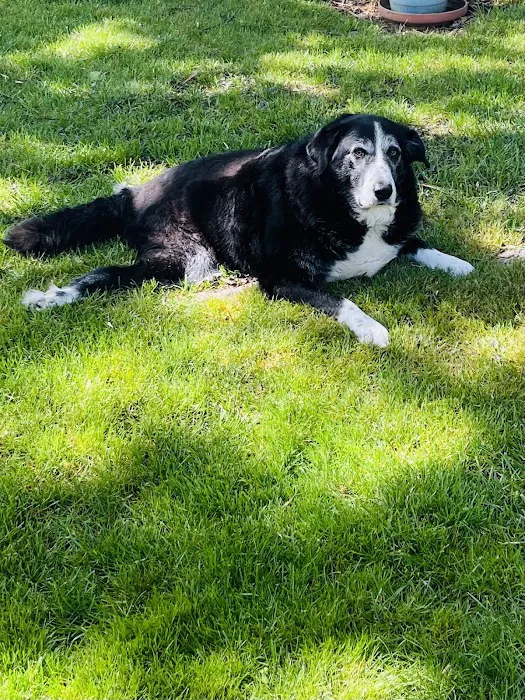 Beacon Veterinary Specialists Picture 5