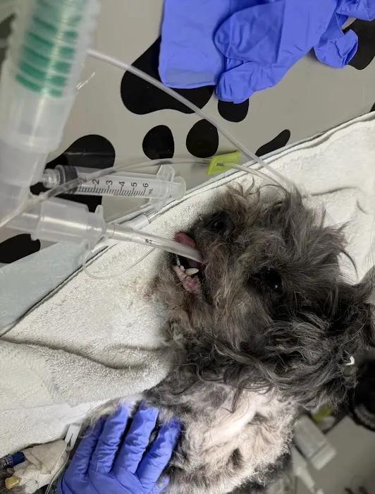 Beacon Veterinary Specialists Picture 9