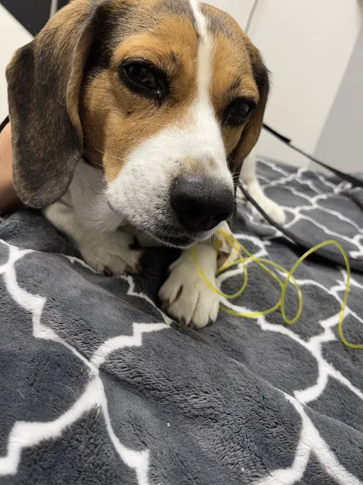 Beacon Veterinary Specialists Picture 7