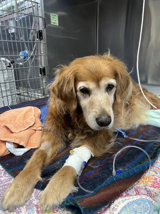 Beacon Veterinary Specialists Picture 10