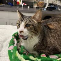 Animal Eye Care ico