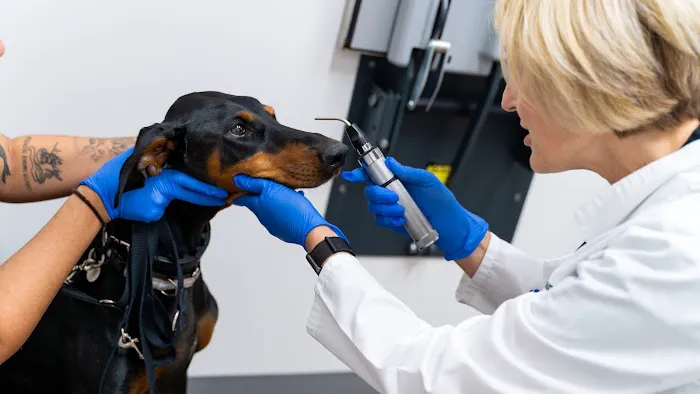 Animal Eye Care Picture 3