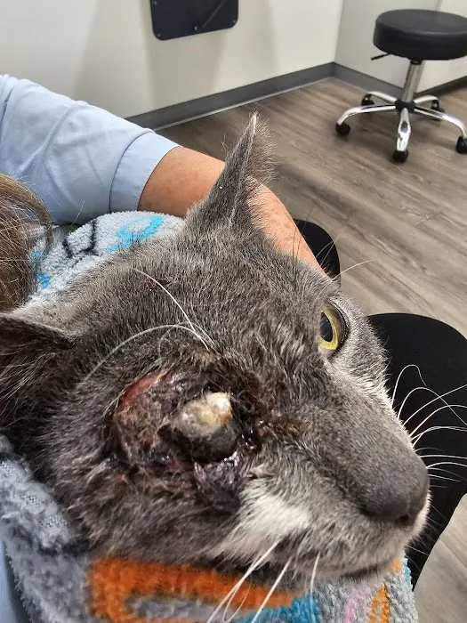 Animal Eye Care Picture 5