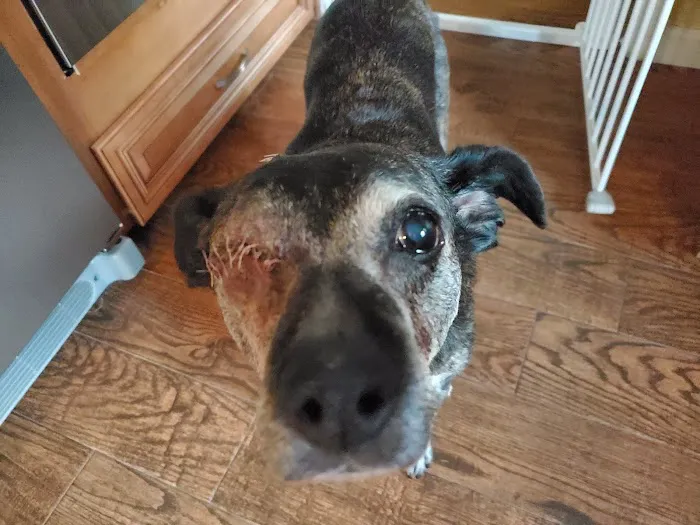 Animal Eye Care Picture 10