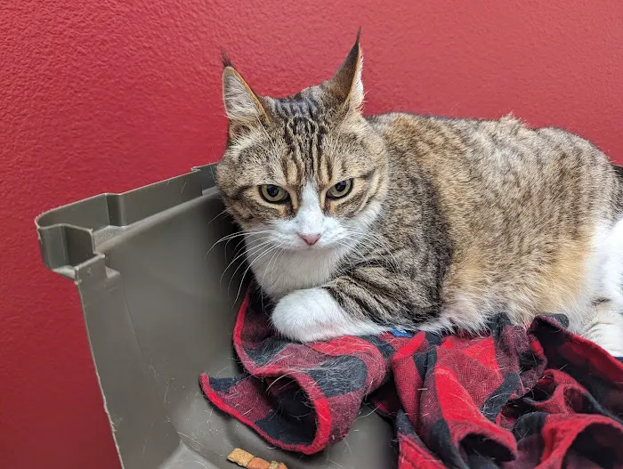 VCA Mission San Jose Animal Hospital Picture 1