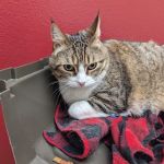 VCA Mission San Jose Animal Hospital