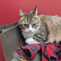 VCA Mission San Jose Animal Hospital ico