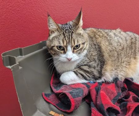 VCA Mission San Jose Animal Hospital