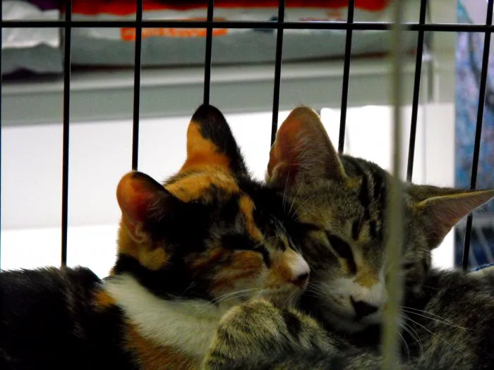 VCA Mission San Jose Animal Hospital Picture 4