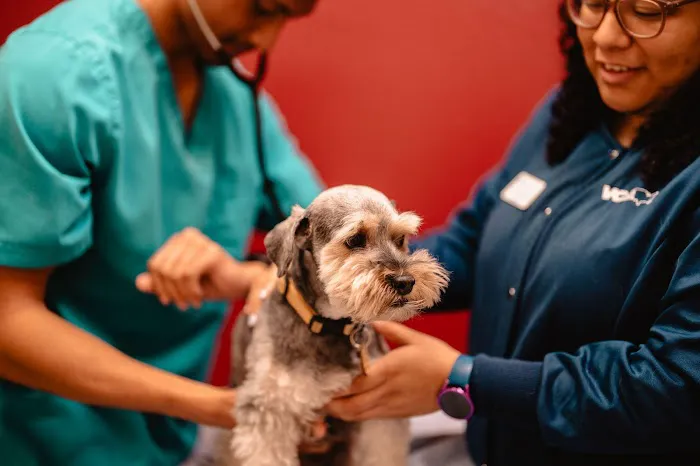 VCA Mission San Jose Animal Hospital Picture 9