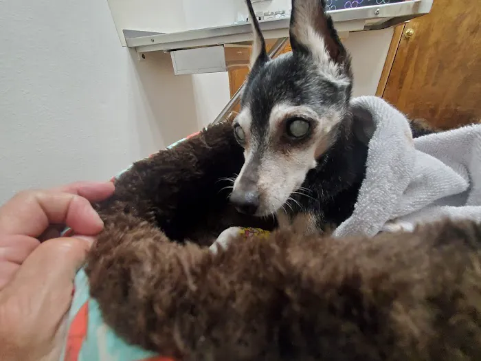 Fremont Pet Hospital Picture 3