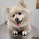 Fremont Pet Hospital