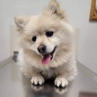 Fremont Pet Hospital ico