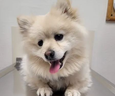 Fremont Pet Hospital