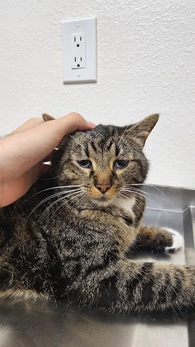 Fremont Pet Hospital Picture 8