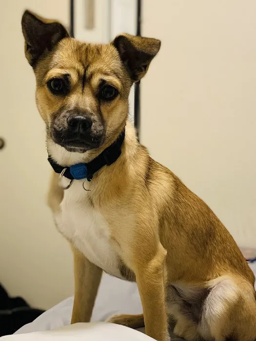 Aborn Pet Hospital Picture 3