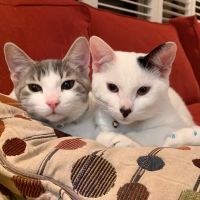 Aborn Pet Hospital ico