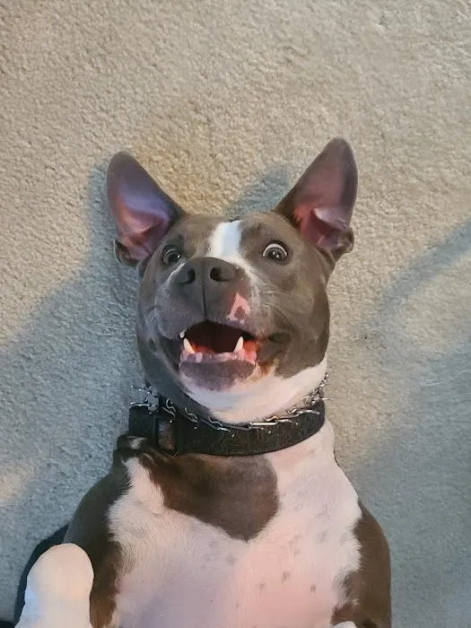 Aborn Pet Hospital Picture 10