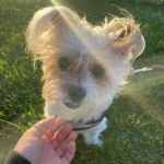 Banfield Pet Hospital