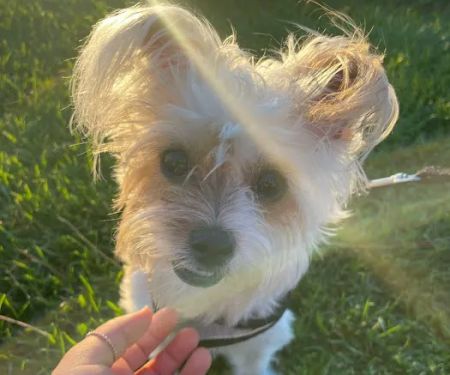 Banfield Pet Hospital