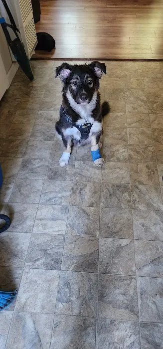 Banfield Pet Hospital Picture 9