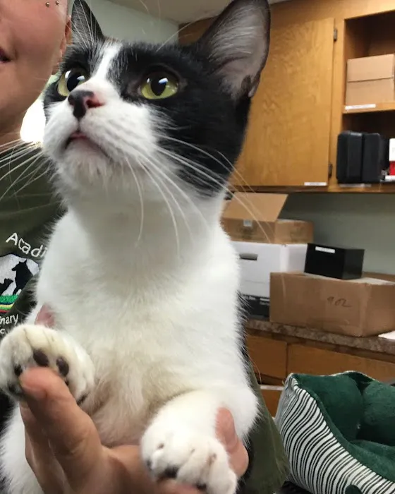 Acadia Veterinary Clinic Picture 2