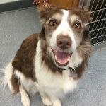 Acadia Veterinary Clinic
