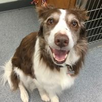 Acadia Veterinary Clinic ico