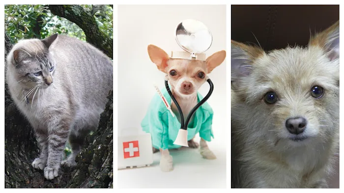 Burnet Road Animal Hospital Picture 3