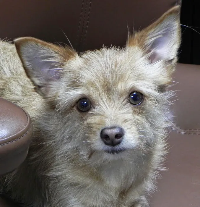 Burnet Road Animal Hospital Picture 9