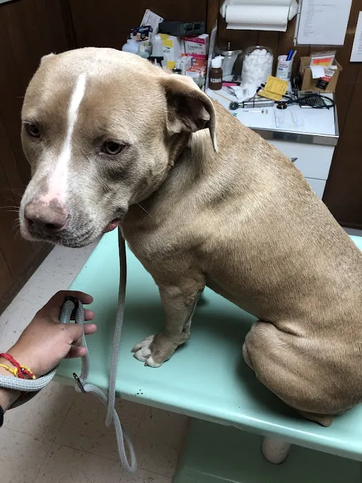 North Lamar Veterinary Clinic Picture 3