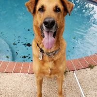 North Lamar Veterinary Clinic ico