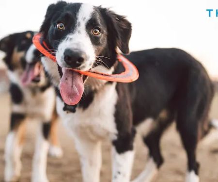Vetco Total Care Animal Hospital