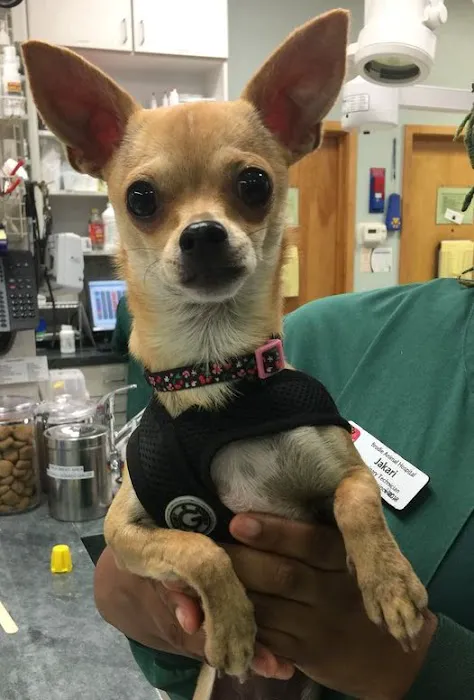 Brodie Animal Hospital Picture 6