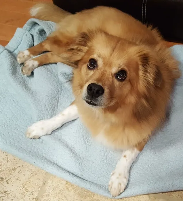 Brodie Animal Hospital Picture 8