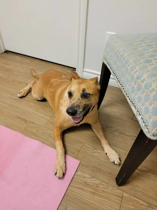 Love Pet Hospital Picture 1