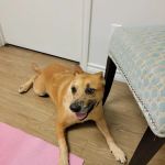 Love Pet Hospital