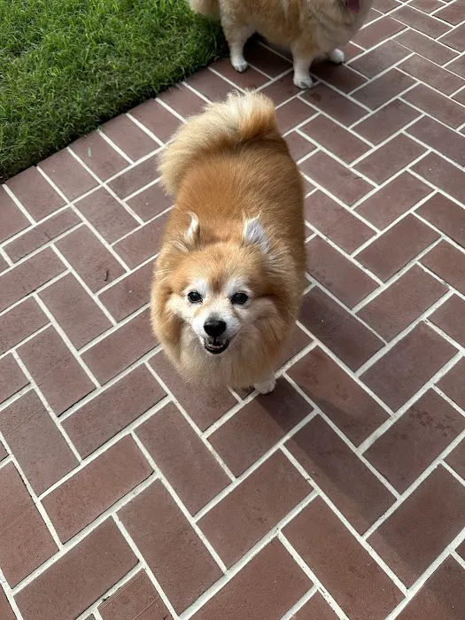 Love Pet Hospital Picture 3