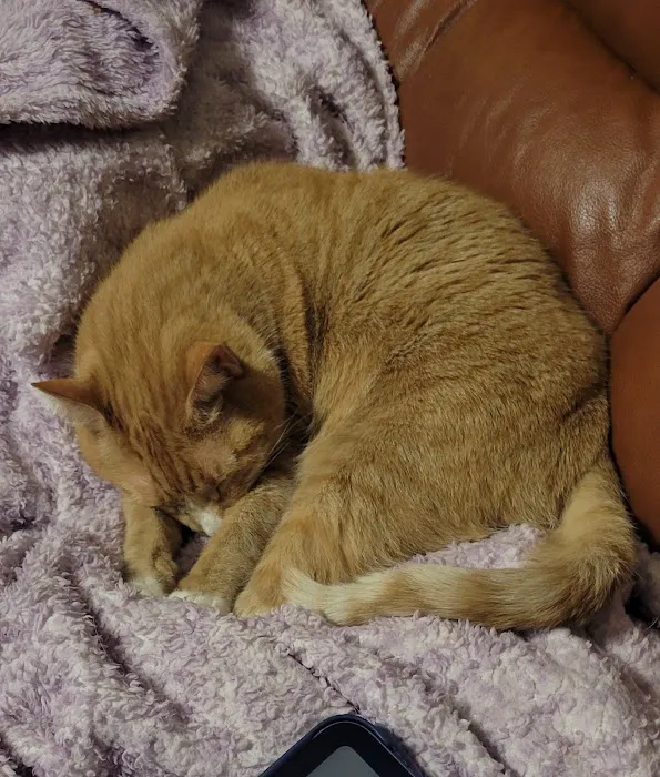Love Pet Hospital Picture 8